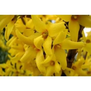 FORSYCJA żółte słońce w ogrodzie - sadzonki 40 / 60 cm